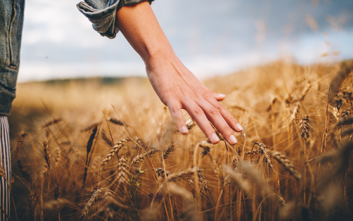 Titelbild Nachhaltigkeit. Reifes Korn auf dem Feld, jemand streicht mit der Hand drüber