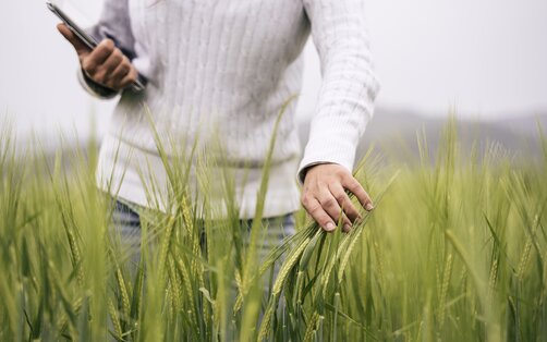 Rügenwalder Mühle für Nachhaltigkeit und Klimaschutz - Person kontrolliert Anbau von Getreide auf dem Feld